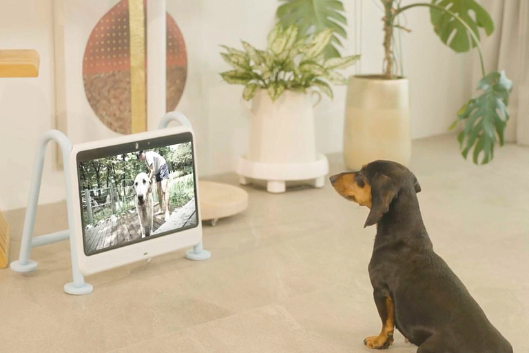 В Южной Корее создали компактный телевизор Dogsplay для собак