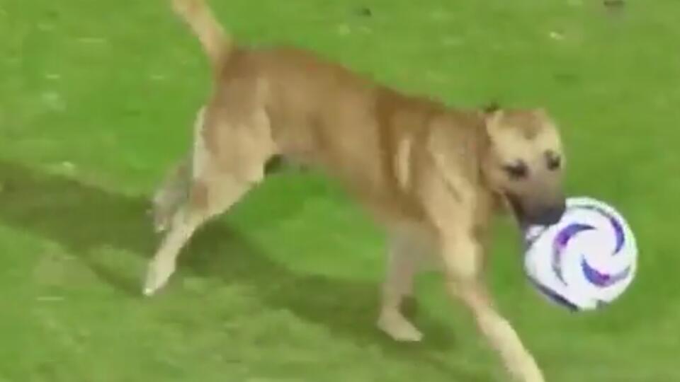 В Мексике собака стала звездой футбольного матча!