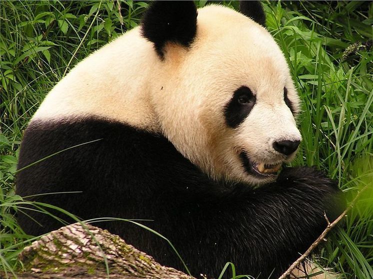 Последние панды скоро покинут США