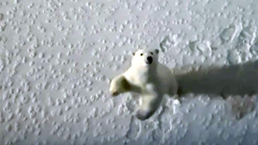 Белый медведь пришел посмотреть на ледокол «Урал» у мыса Желания
