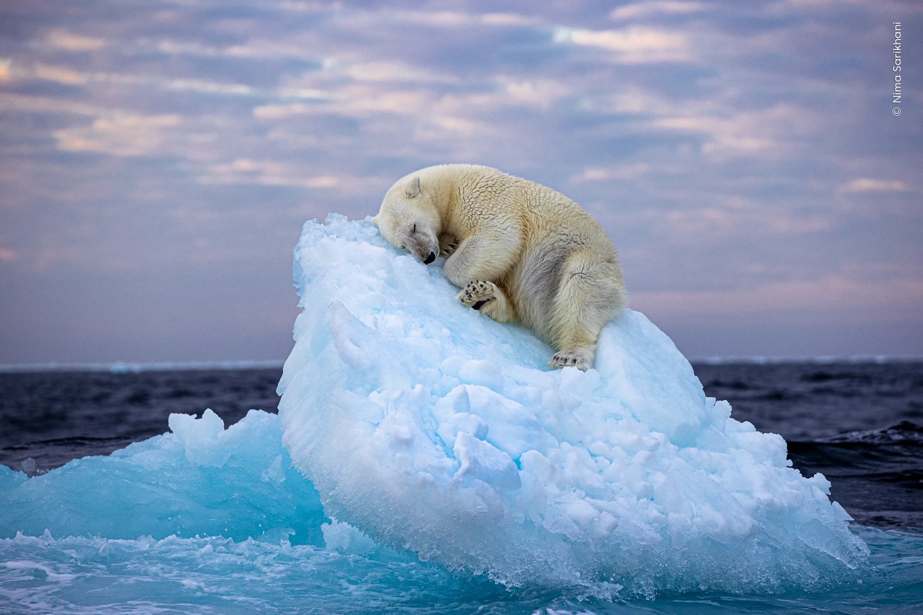 Фото мишки на айсберге победило в международном фотоконкусе!