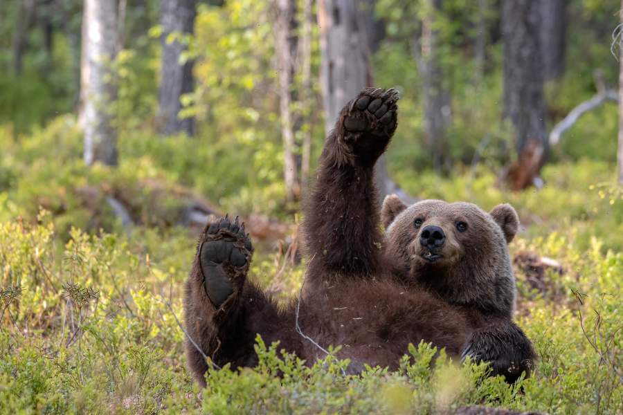 Определен список финалистов премии Comedy Wildlife 2023 