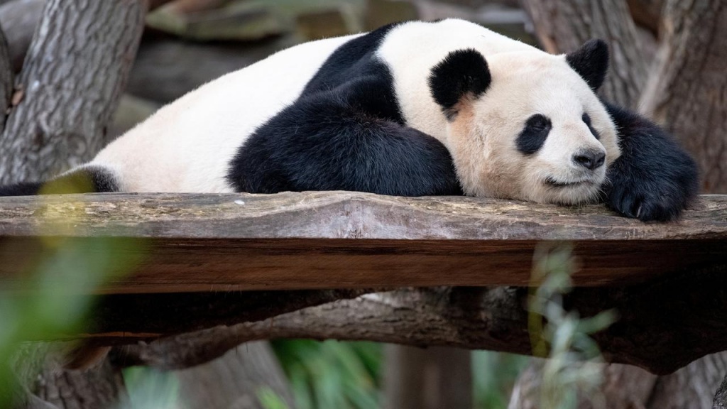 teletext-dpa-image-panda-maennchen-jiao-qing-liegt-entspannt-auf-dem-bauch-archivbild-100_1280x720.jpg