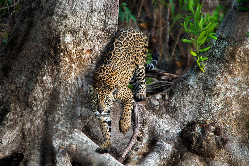 1615895223_7-jaguar-panthera-onca-pantanal-panoramic-images.jpg